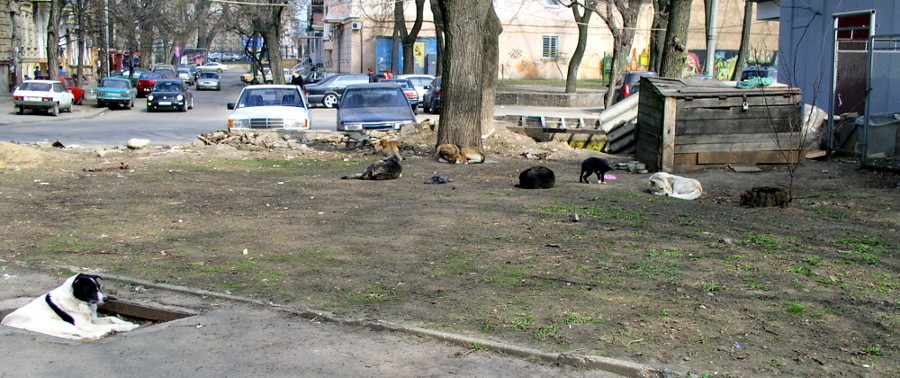 Pack of wild dogs in Odessa Ukraine photo elenameg.com