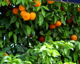 decorative poisonous oranges photo elenameg.com