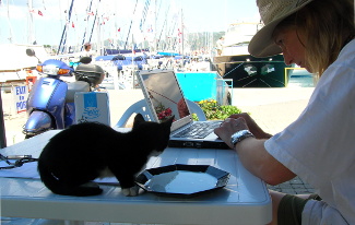 Feral kitten, Meg Aitken, laptop photo elenameg.com